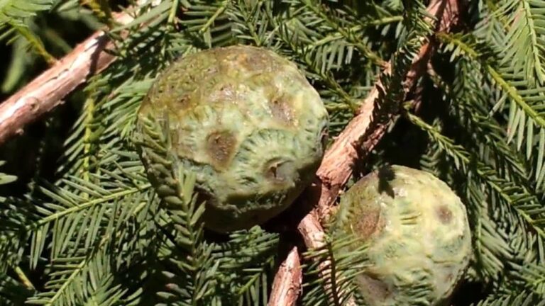 La Conifera delle Paludi: Un Ecosistema Unico da Scoprire