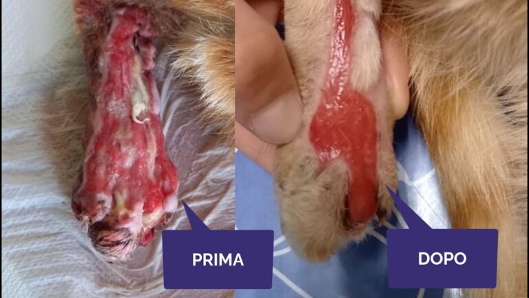 Frattura del femore nei gatti: cause, sintomi e trattamenti