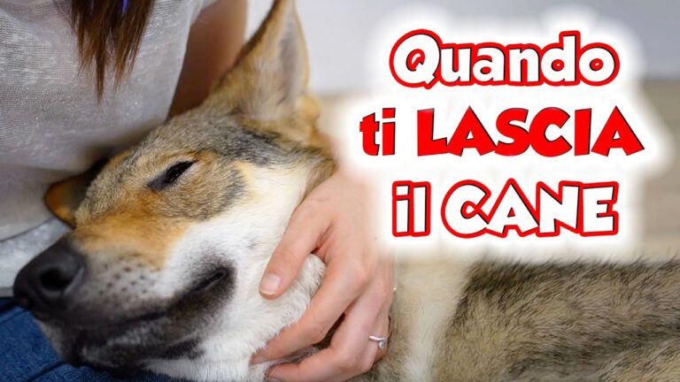 Costo dell’eutanasia per cani: guida e informazioni utili