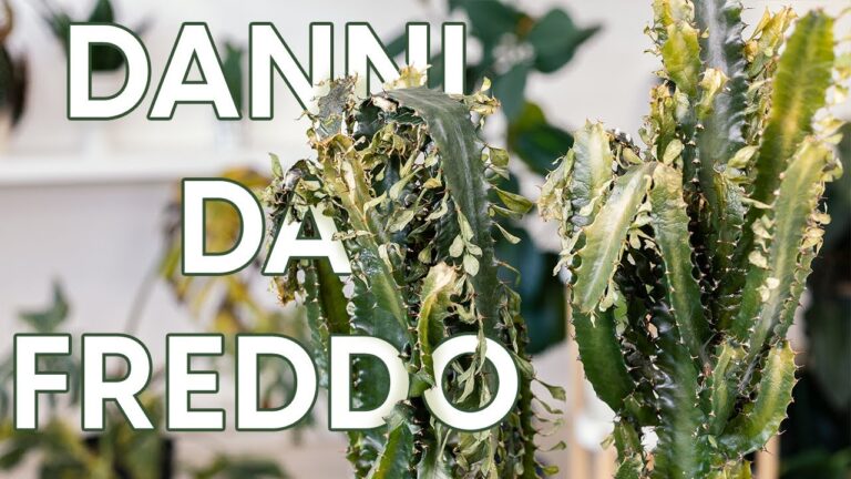 Rischi e Soluzioni per le Piante Non Protette