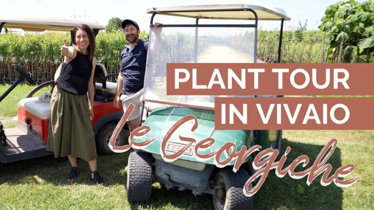 Il Paradiso delle Piante Grasse a Roma: Un Viaggio nel Verde Succulento