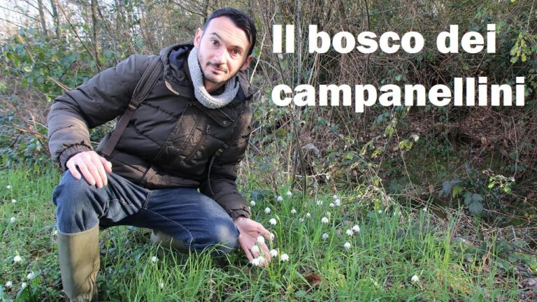 Boschi Igrofili: Ecosistemi Unici e la Loro Importanza Ambientale