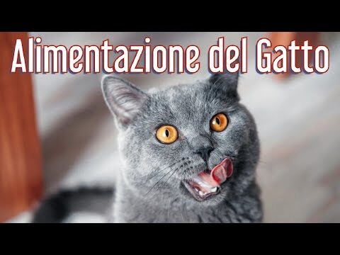 Sterilizzazione Gratuita per Gatti: Iniziativa ENPA
