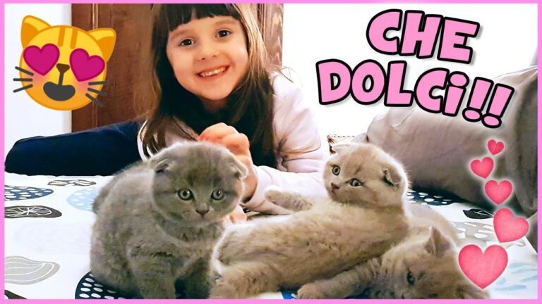 Guida ai Gatti Piccoli: Cura e Caratteristiche Essenziali