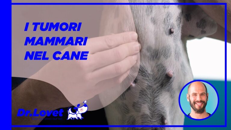 Cisti Mammaria nel Gatto: Cause e Trattamenti