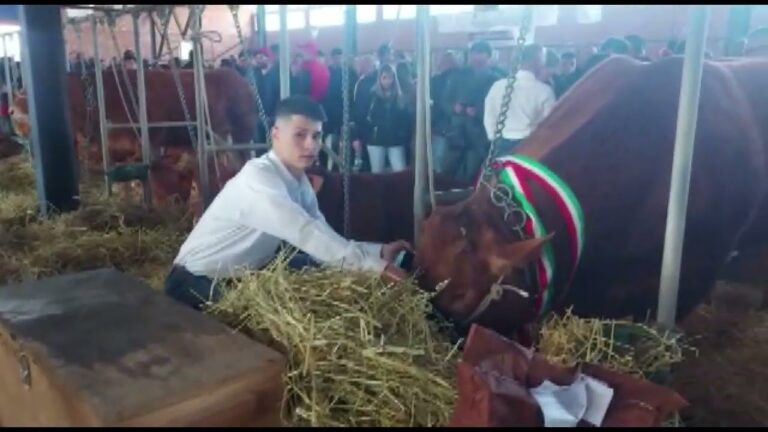 Decimazione del Bestiame: Cause e Conseguenze
