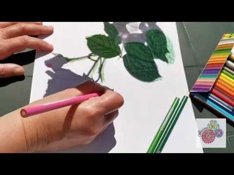 Giochi Creativi con le Ombre