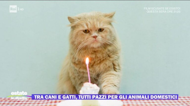 Cani e gatti: una convivenza possibile